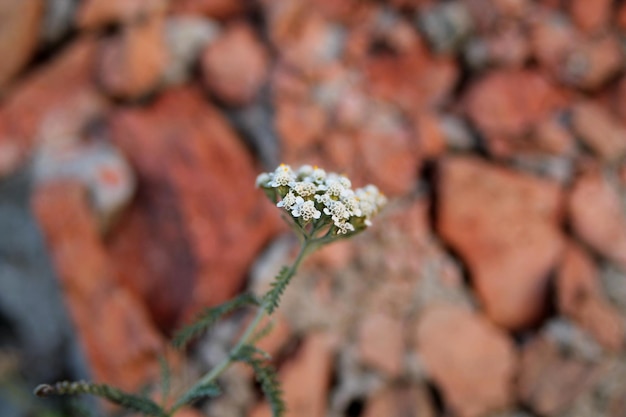 White flower background image