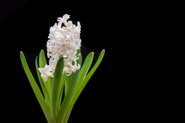 White flower on Black Background