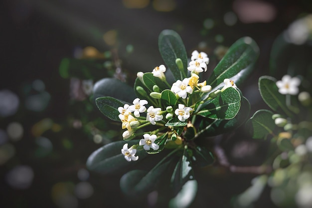 Photo white flower of a bush closeup against a background of green leaves in sunshine spring day in the park