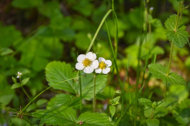 White flower close up in grass spring bloom