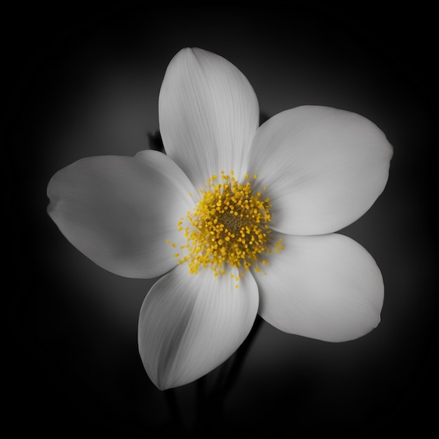 White flower on dark background spring illustration