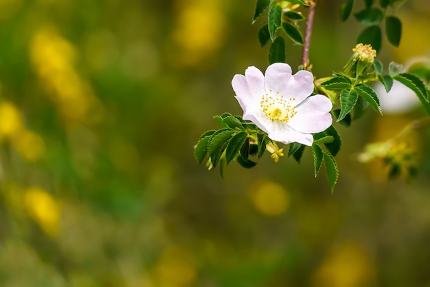 White flower on defocused green background with copy space