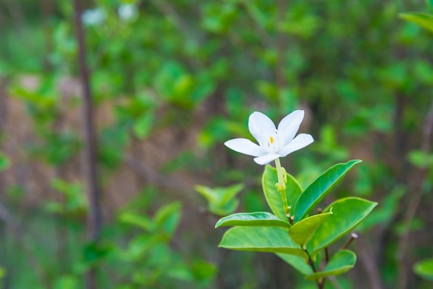 White flower in the garden of Thailand. Nature