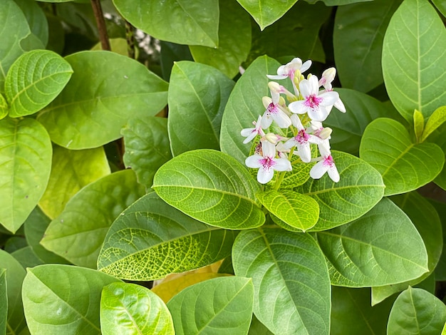 White flower in garden tiny flower Tropical garden in Thailand