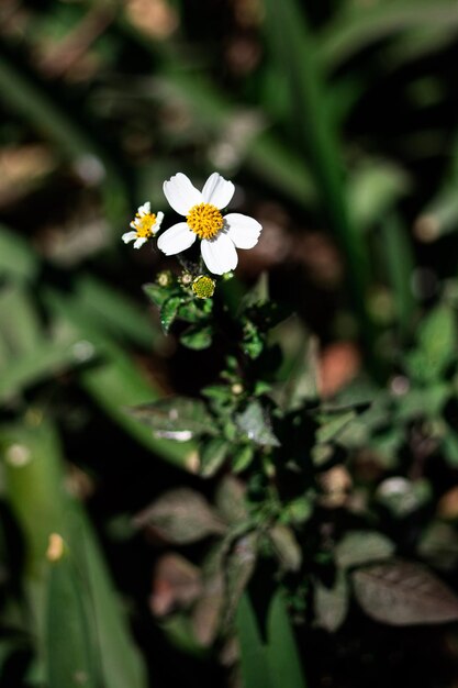 White flower in the grass