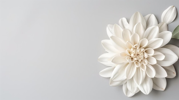 White flower on a gray background