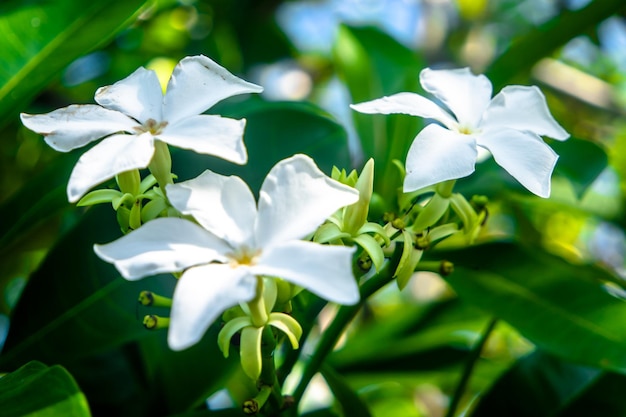 White flower and green leaves nature background