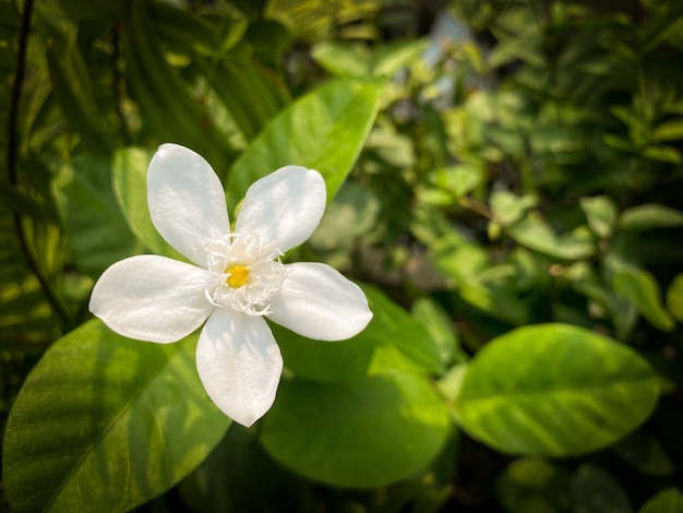 White flower and green nature.