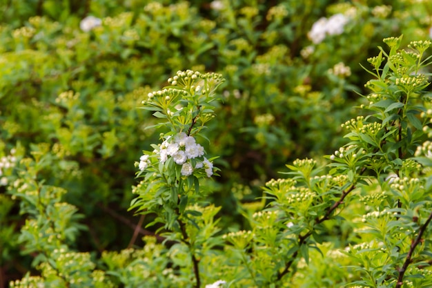 White flower on the green unfocused background