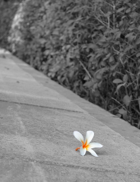 White flower on the ground