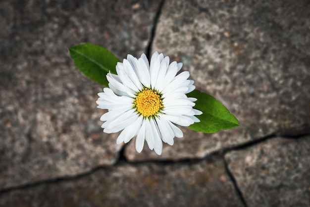 White flower growing in cracked stone hope life rebirth resilience symbol