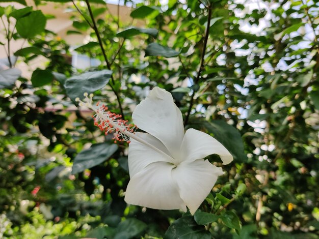 white flower of Hibiscus Rosa sinensis or Shoe blackplant with natural background. China rose.