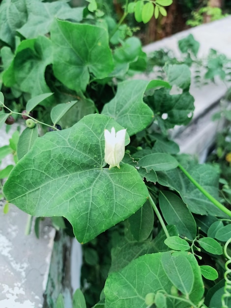 A white flower is growing on a green Ivy gourd seeds plant