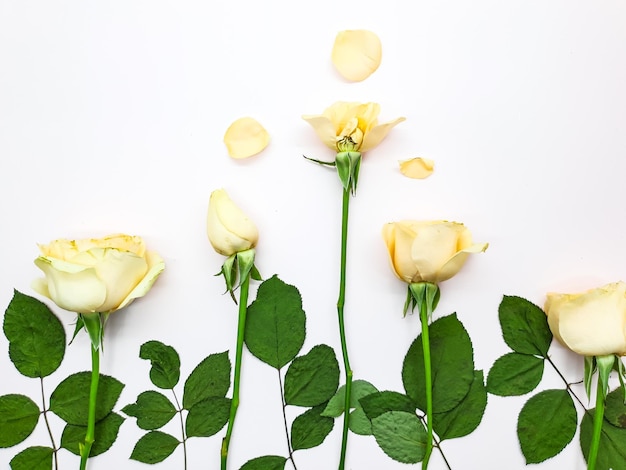 A white flower is surrounded by yellow roses.