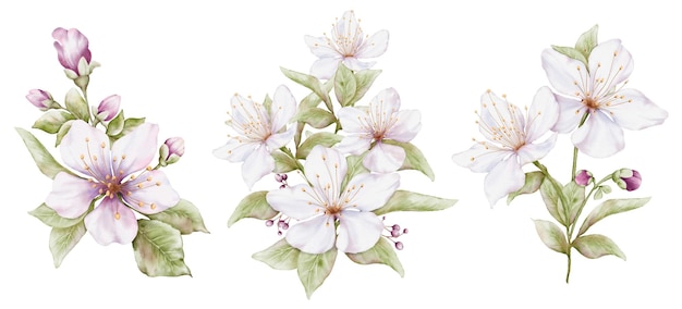 A white flower is on a white background with the word apple on it.