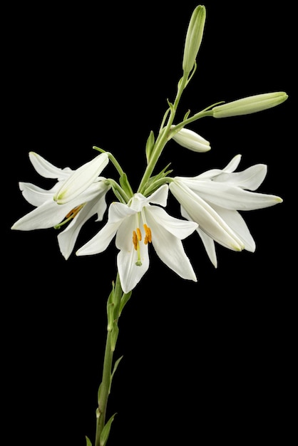 White flower of lily isolated on black background