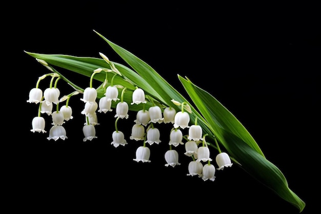 White flower of lily of the valley lat convallaria majalis isolated on black background