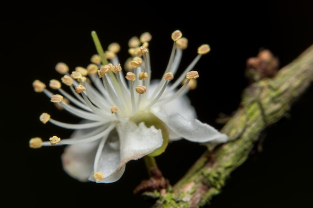 White flower macro