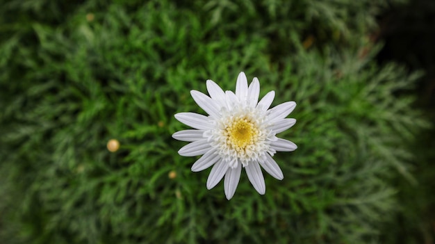 White flower Marguerite daisy or Argyranthemum frutescens or Paris daisy ornamental plant.