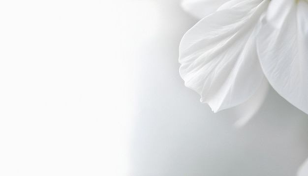 Photo white flower petals