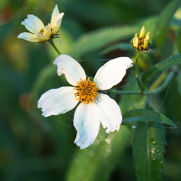 white flower plant