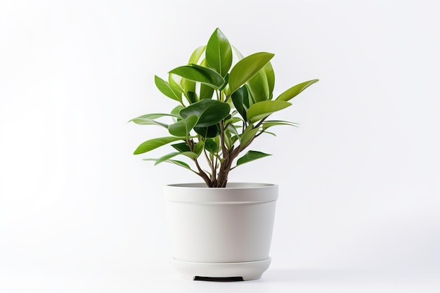 White Flower pot with Green plant Generative AI