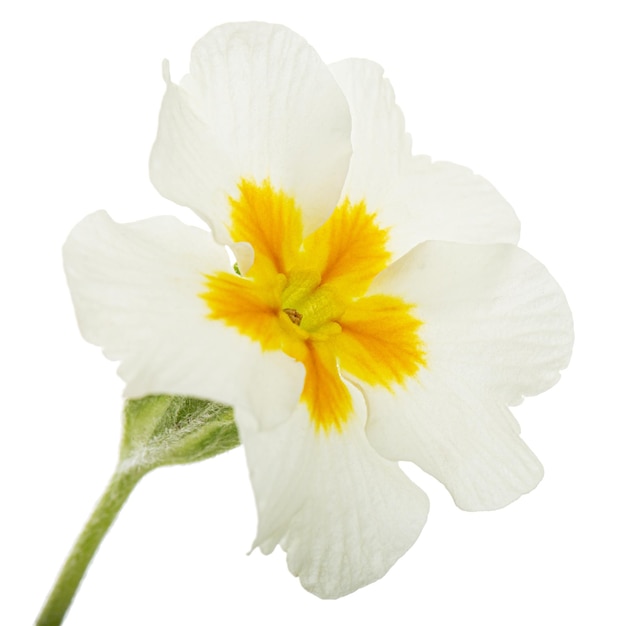 White flower of primrose isolated on white background