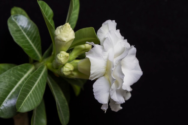 White flower rose or adenium with green leaves 