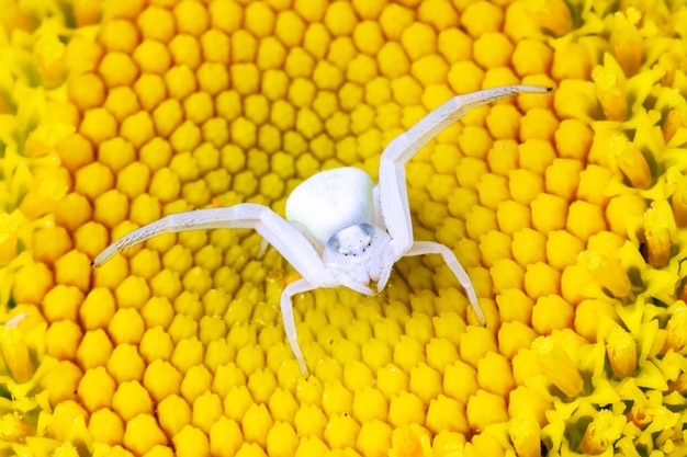 White flower spider sidewalker on a daisy flower