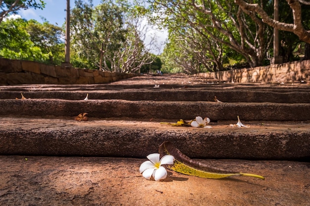 White flower on staircase to the Buddhist Monastery in Mihintale