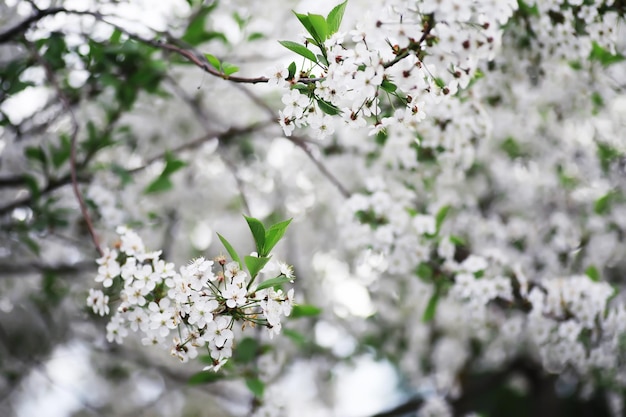 White flower on the tree Apple and cherry blossoms Spring flowering