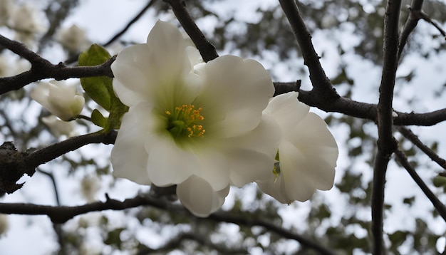 white flower on a tree