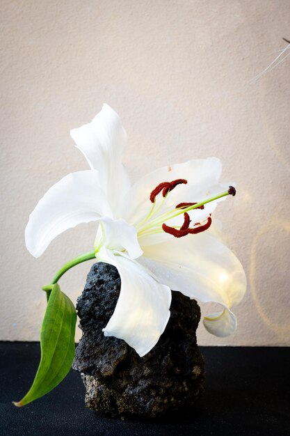 A white flower in a vase with lava rocks on it.