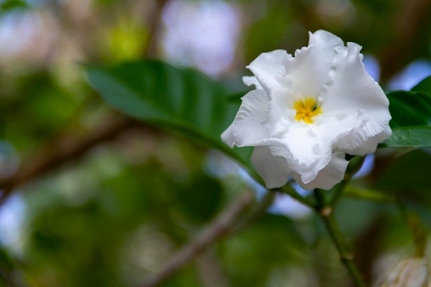 white flower whit yellow center and green background crepe jasmine Tabernaemontana divaricata