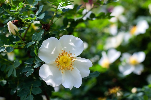 White flower wild rose on a background of leaves blooms in the garden springtime closeup