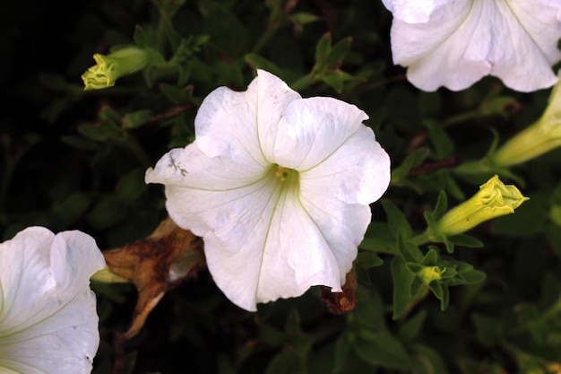 A white flower with a green leaf on it