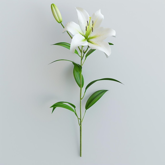 a white flower with a green leaf that says lily