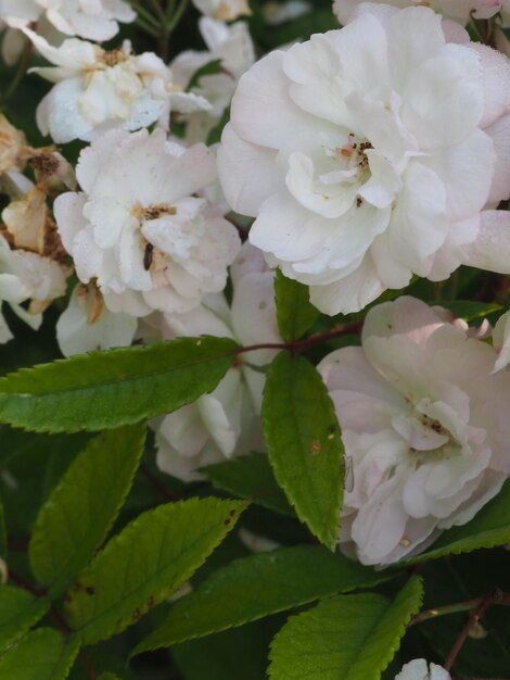 Photo a white flower with a green leaf that says'rose'on it