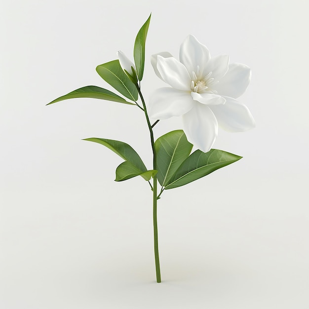 a white flower with green leaves and a white flower on it