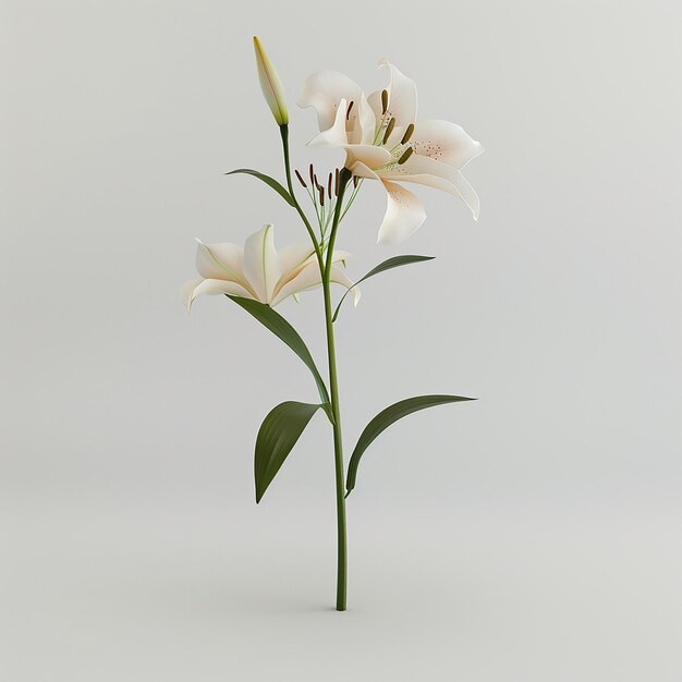 a white flower with a green stem and leaves that says  lily