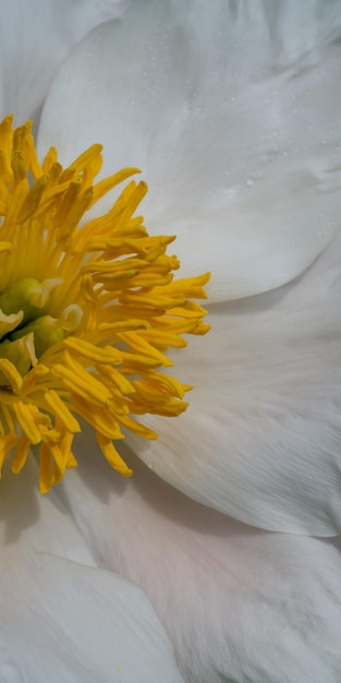 White flower with a large yellow center macro photo