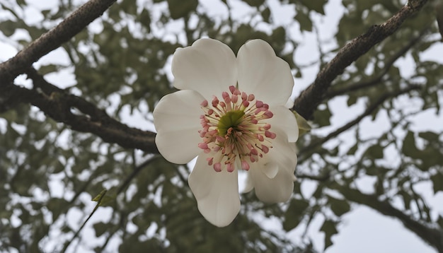 a white flower with pink and green on it