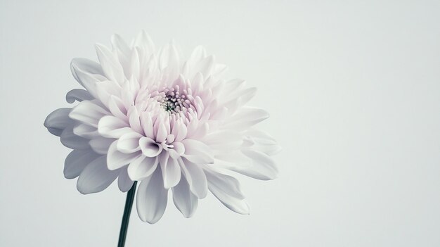 Photo a white flower with pink petals and a white background