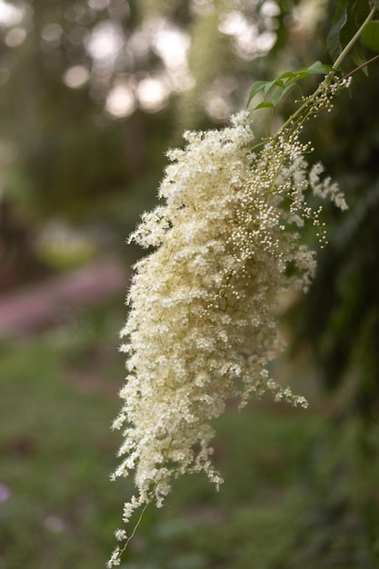 a white flower with white flowers that is on a tree