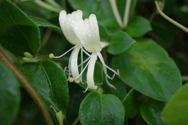 A white flower with the word honey on it