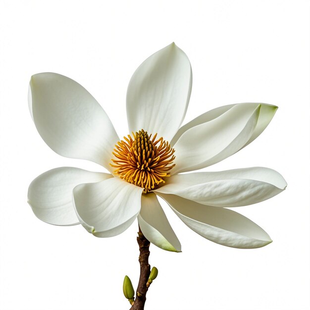 a white flower with the word quot lily quot on it