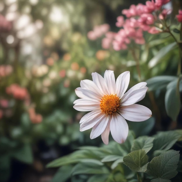 a white flower with a yellow center is in a garden