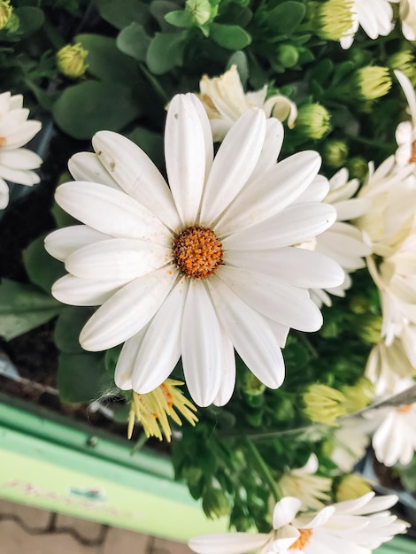 A white flower with a yellow center is the main focus of the image