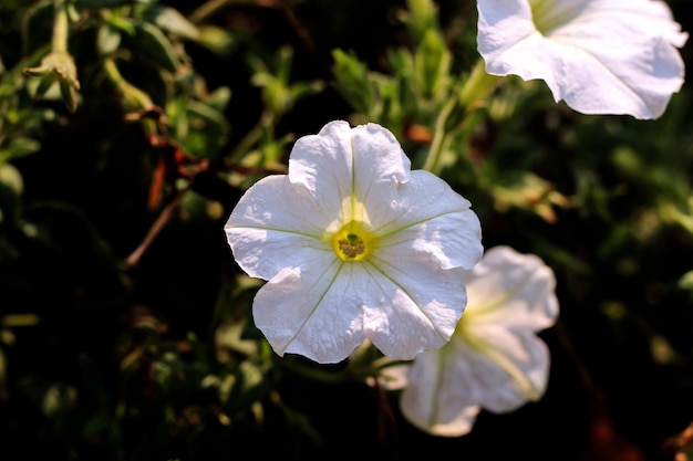 A white flower with a yellow center is surrounded by green leaves.