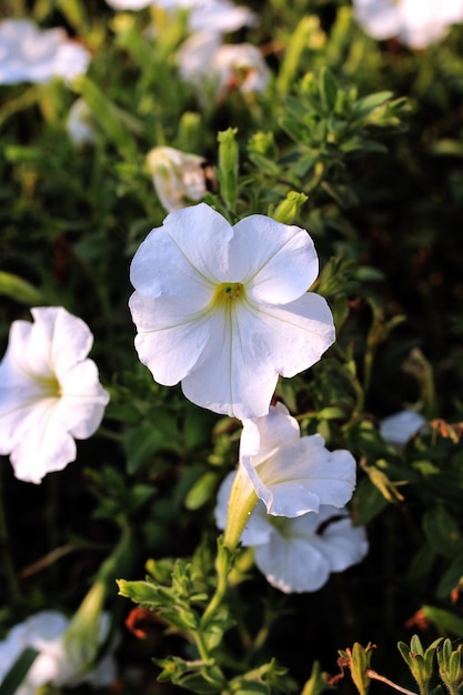 A white flower with a yellow center is surrounded by green leaves.